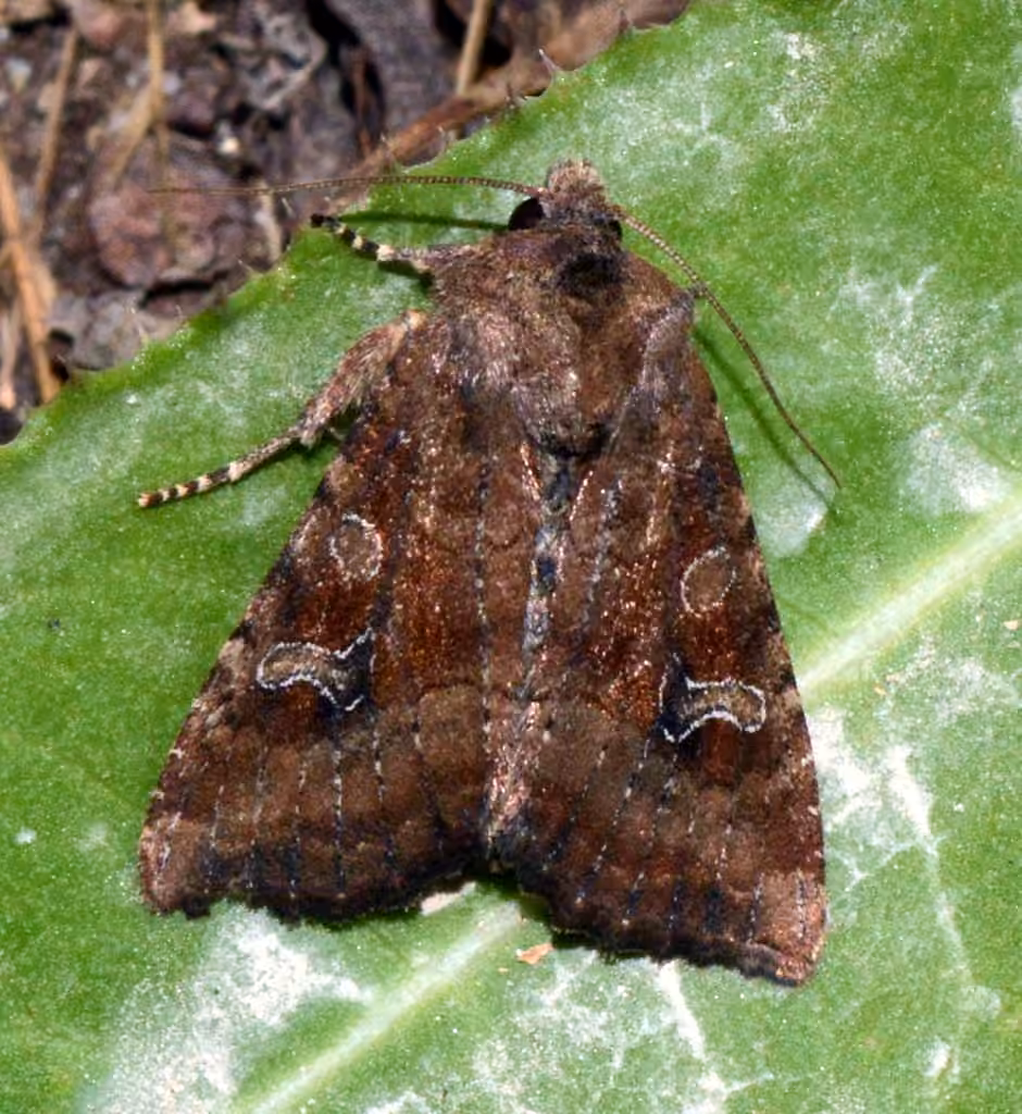 Veiled Ear Moth, photo 1 sur 5