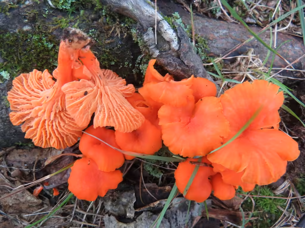 Cinnabar Chanterelle