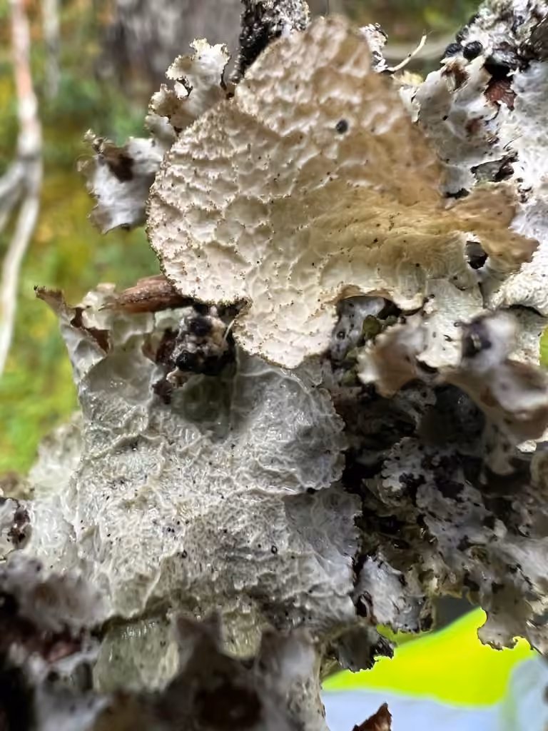 Platismatie de Norvège, photo 1 sur 5