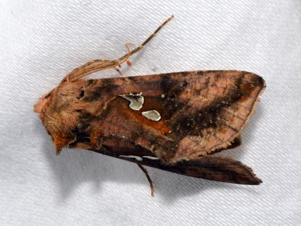 Two-spotted Looper Moth, Adult