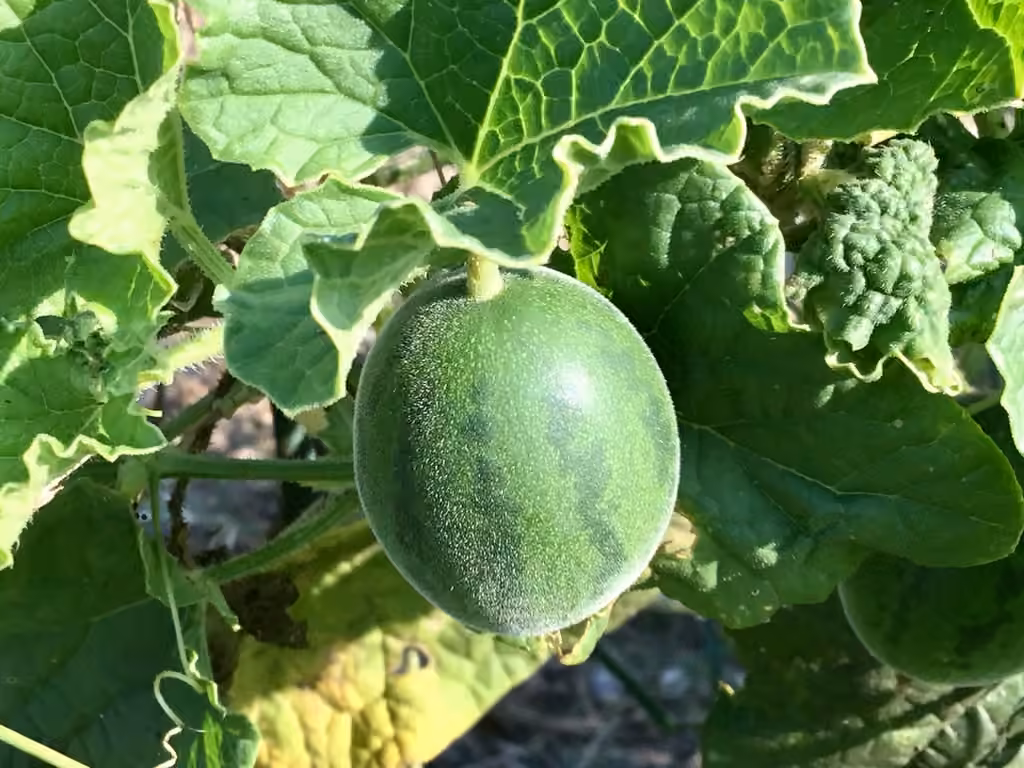 Melon, photo 1 sur 5