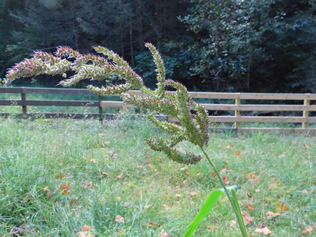 Échinochloa piquant, En fleurs