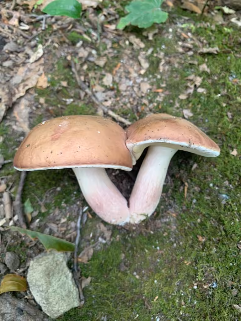 Bolet à tubes détachés, photo 3 sur 5