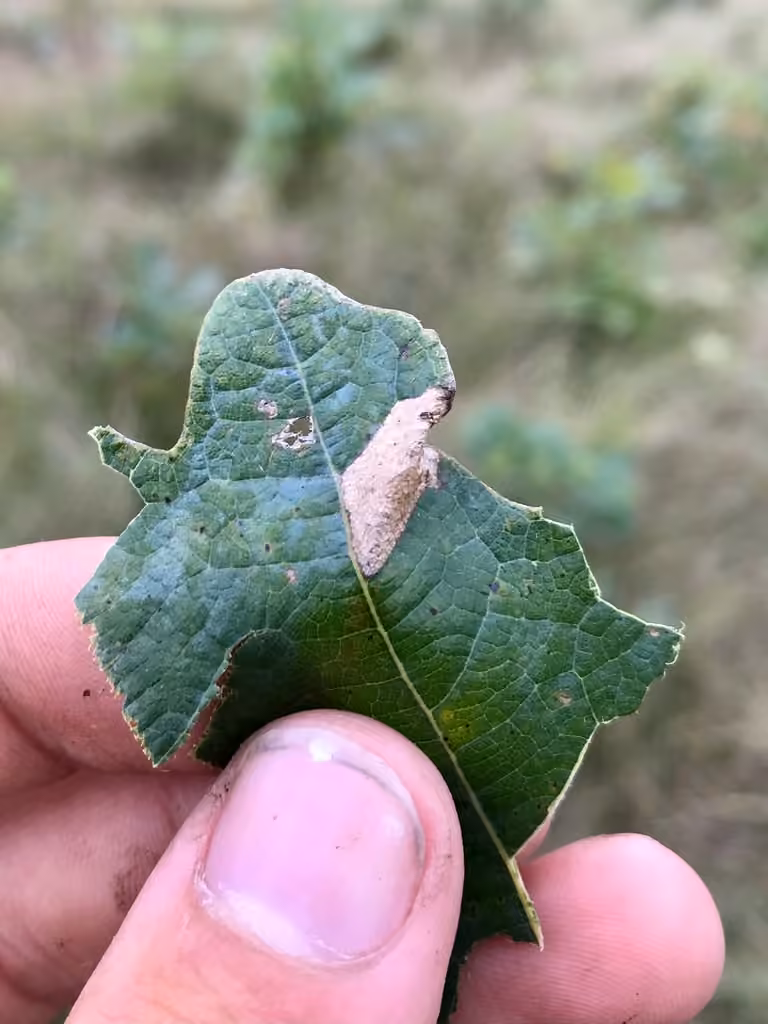 Oak Tentiform Leafminer, Pupa