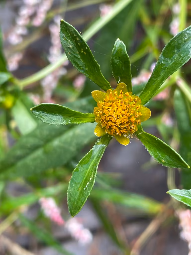 Bident à feuilles connées, En fleurs