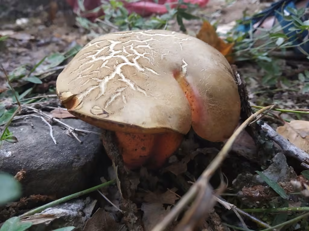 Perfumed Bolete, photo 2 of 5