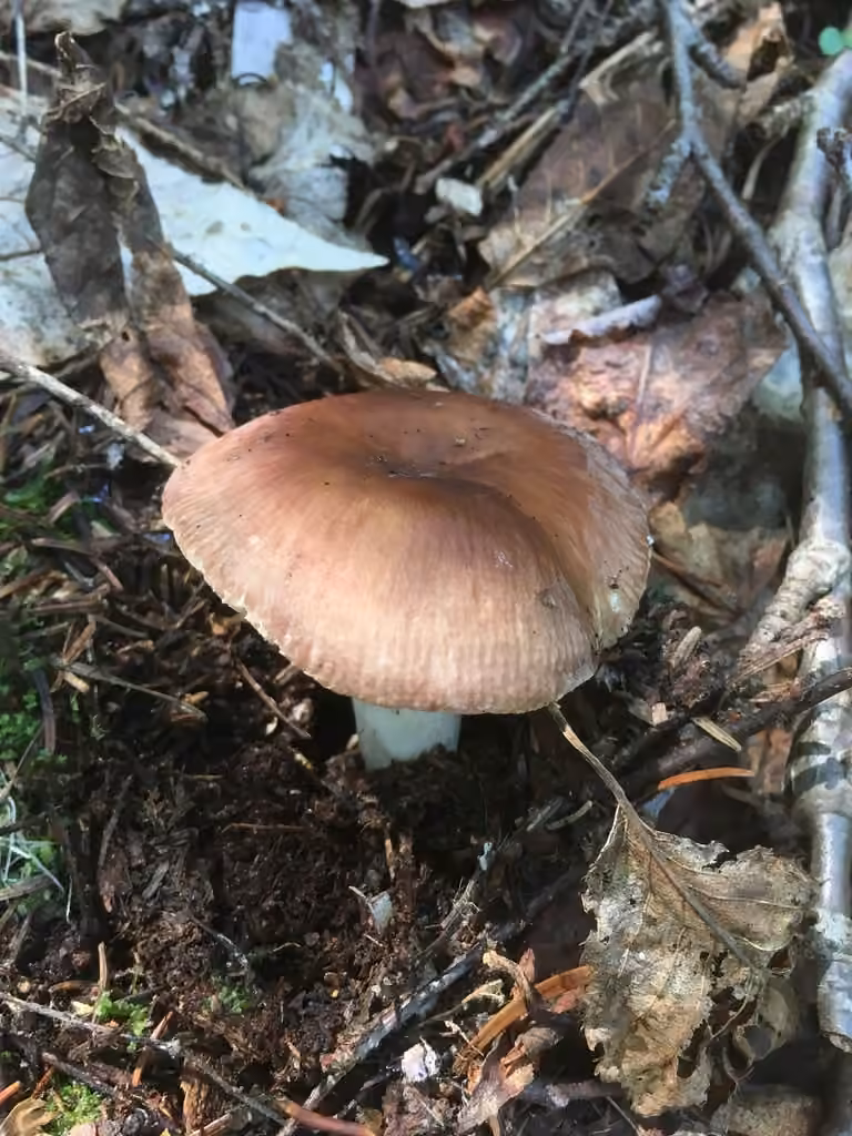 Russula brunneola, photo 1 of 5