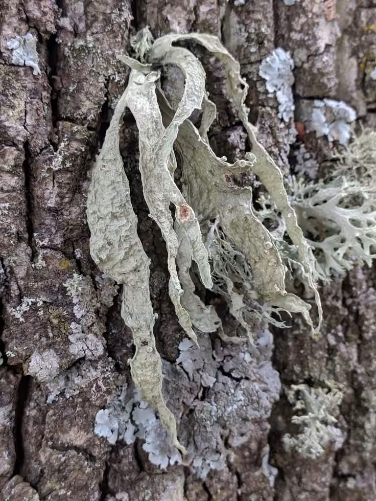 Cartilage Lichen, photo 3 of 5