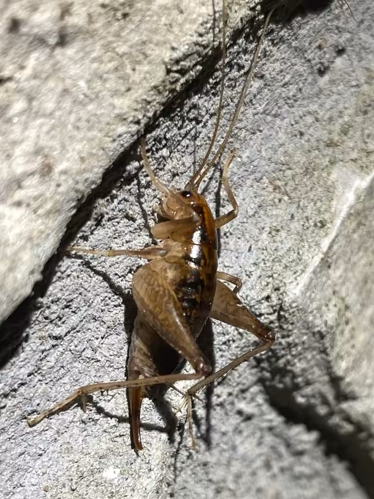 Camelline maculée, photo 3 sur 5
