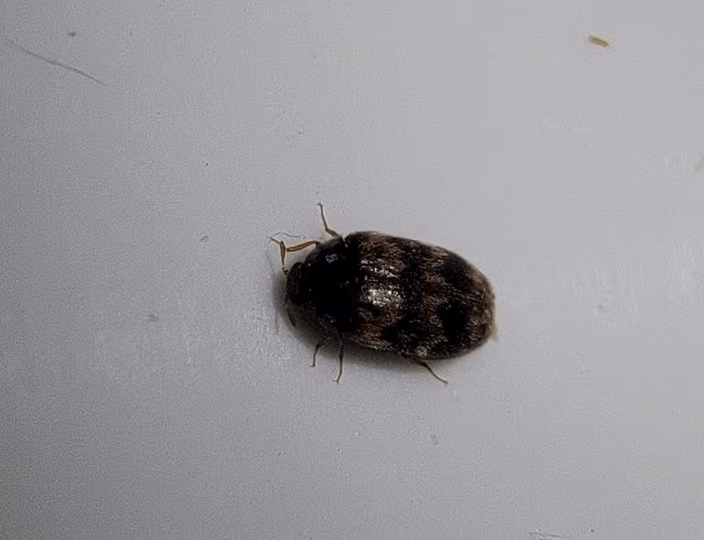 Warehouse Beetle, Female