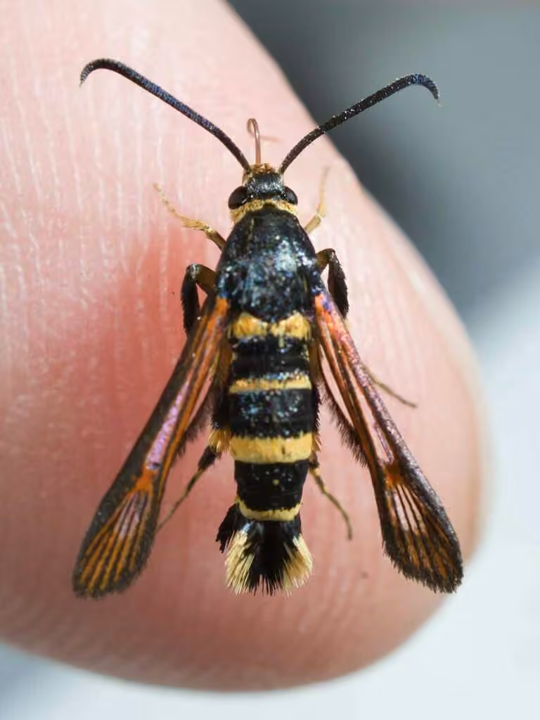 Oak Gall Borer Moth, Adult