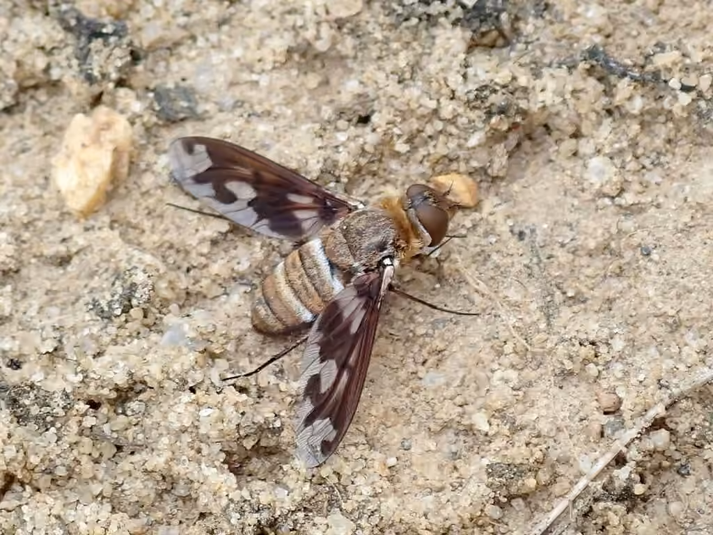 Band-winged Bee Fly, photo 1 of 5