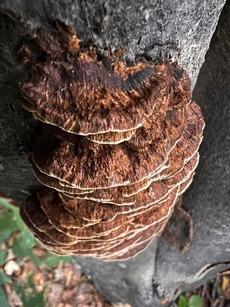 Alder Bracket, photo 2 of 5