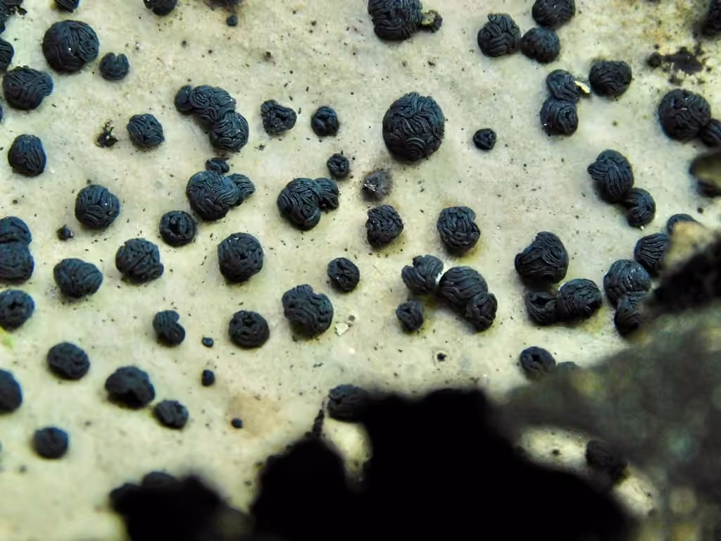 Tripe de roche, photo 2 sur 5