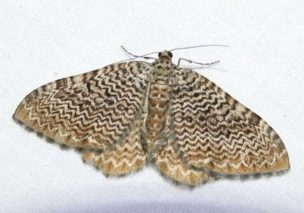 Cherry Scallop Shell Moth, Male