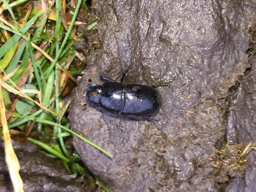 gravedigger dung beetle, photo 1 of 5