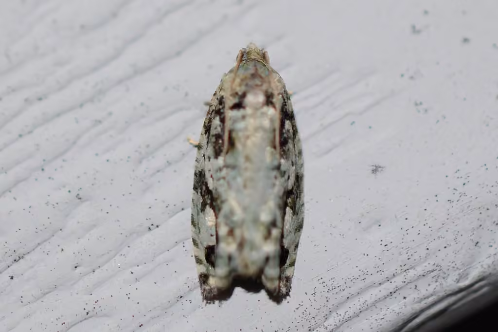 Perce-pousse de l'érable, photo 2 sur 5
