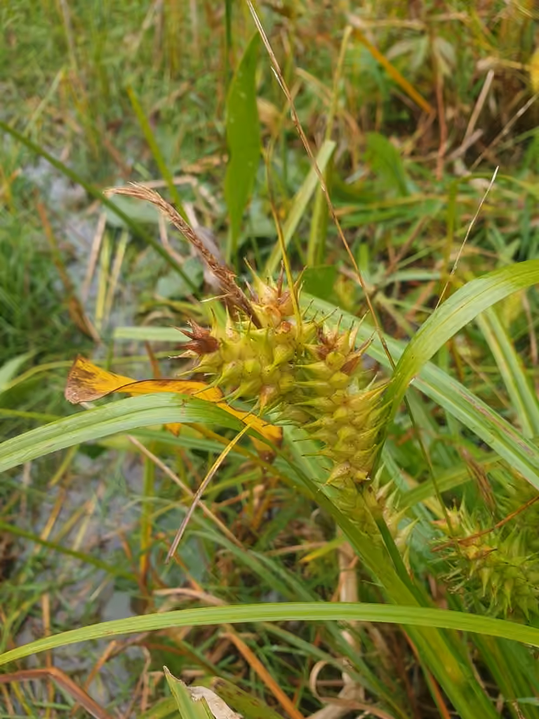 Carex faux-lupulina, photo 3 sur 5