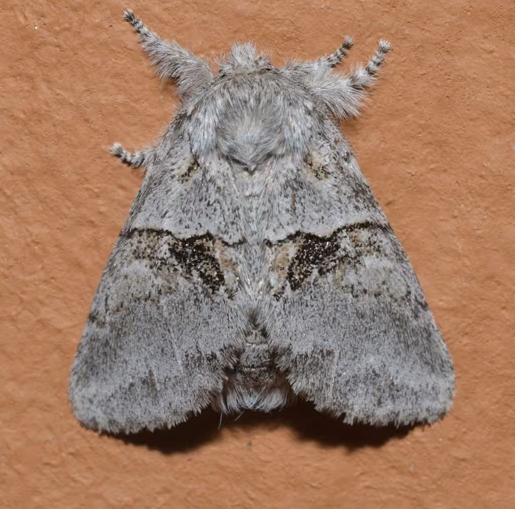 Common Gluphisia Moth