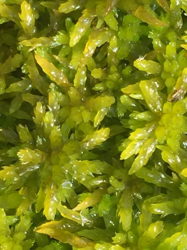 Blushing Bog-moss, photo 3 of 5