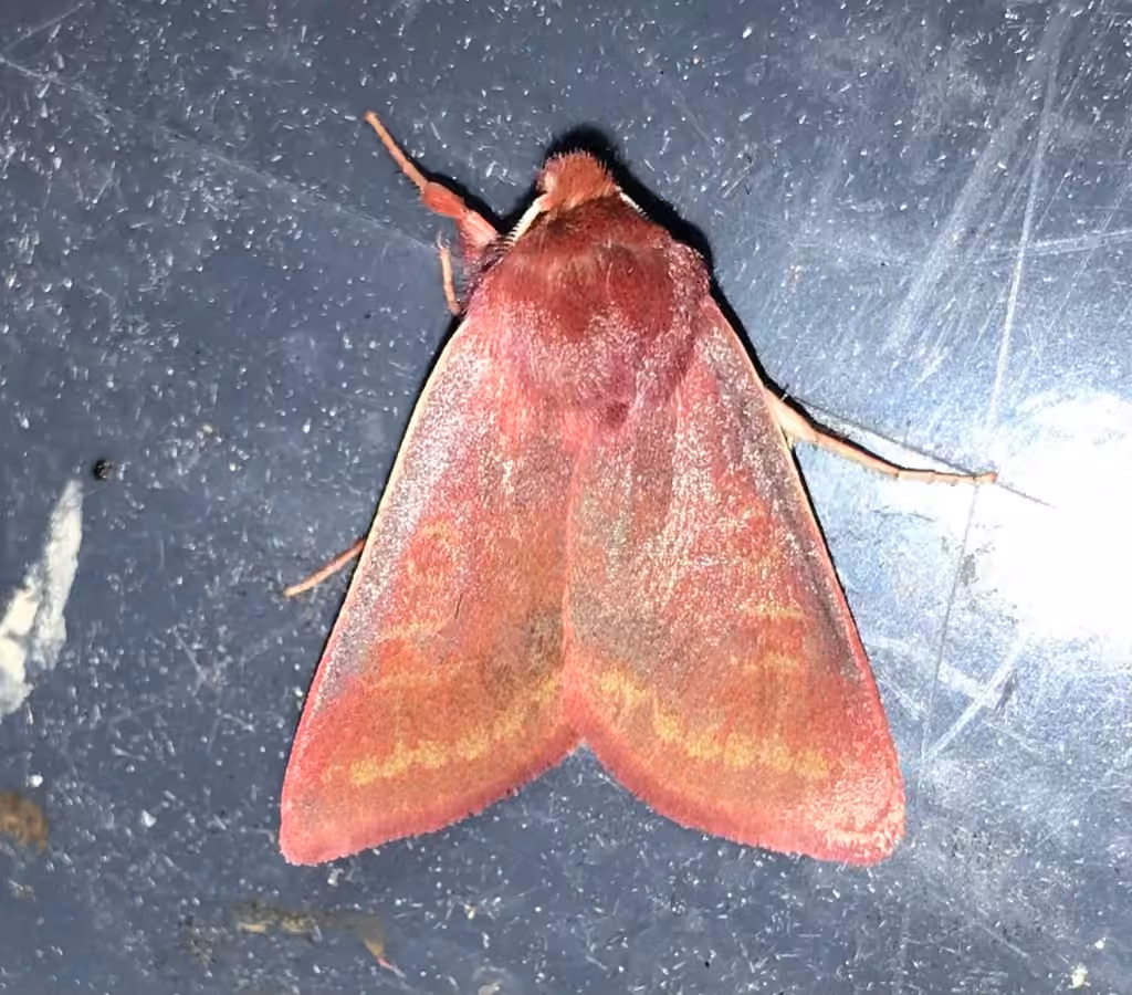 Pink Sallow, Adulte