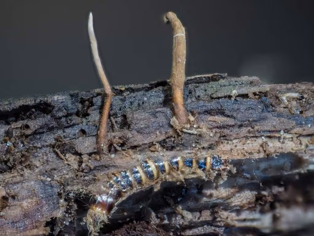 Ophiocordyceps stylophora, photo 1 sur 5