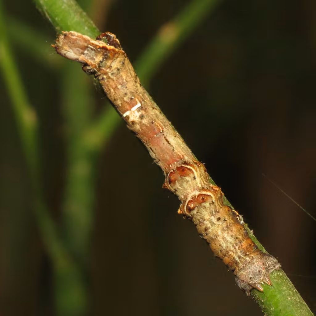Brown-tipped Thorn, Caterpillar