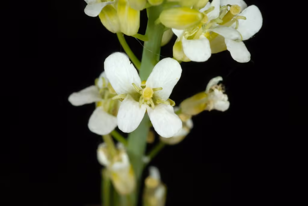 Tower rockcress, In flower