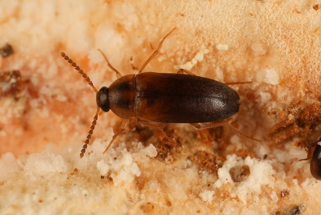 Twice-marked Polypore Fungus Beetle, photo 2 of 5