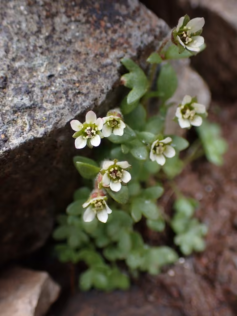 Saxifrage hyperboréale, photo 1 sur 5