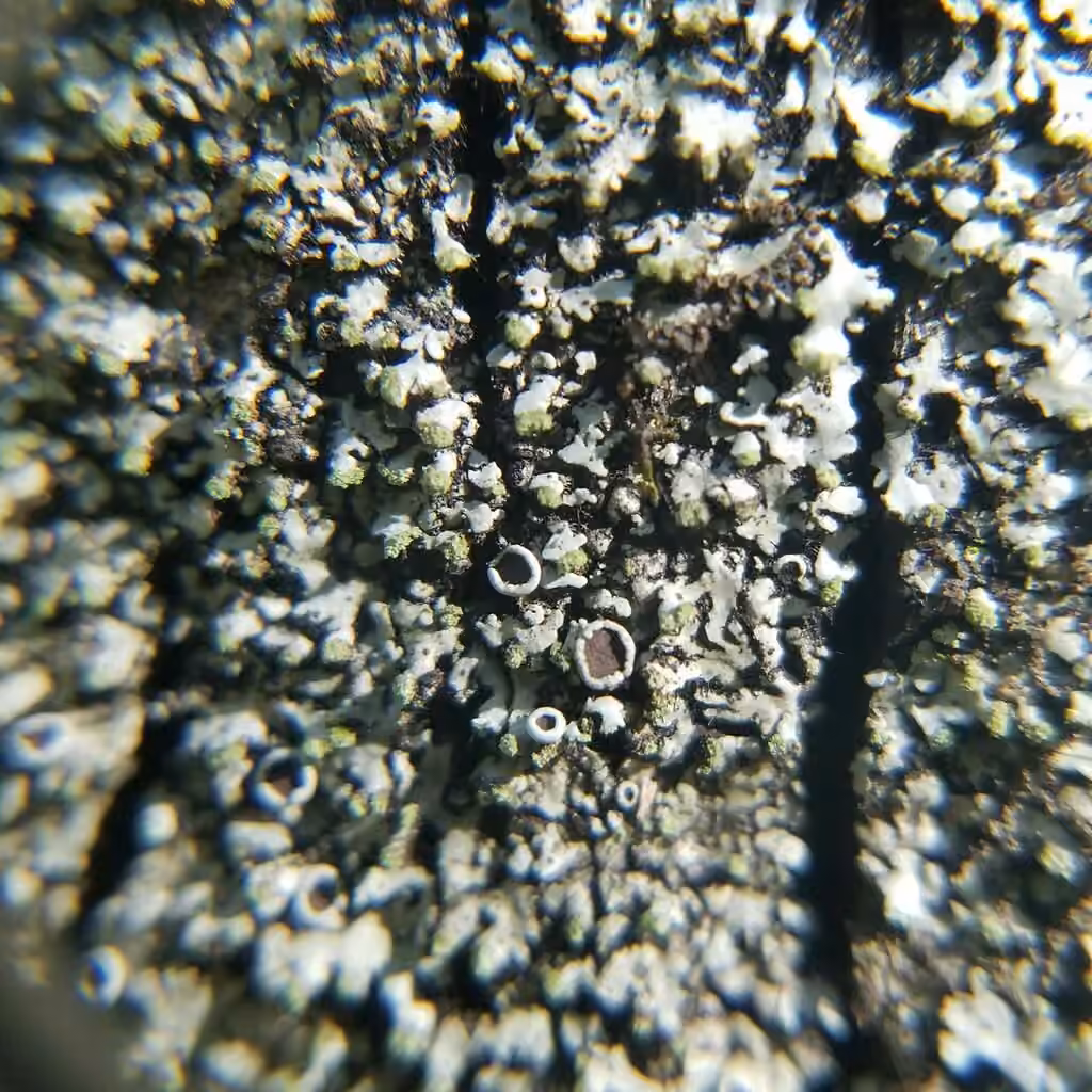 Pom-pom Shadow Lichen, photo 2 of 5