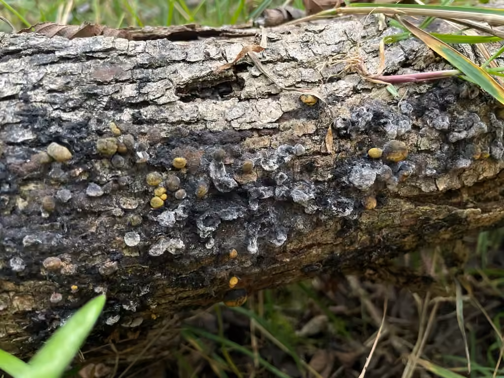 Thuemenella cubispora, photo 3 of 5