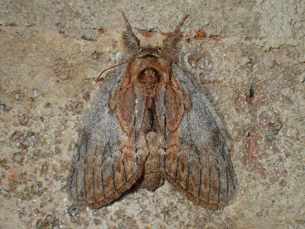 Oval-based Prominent, photo 3 sur 5