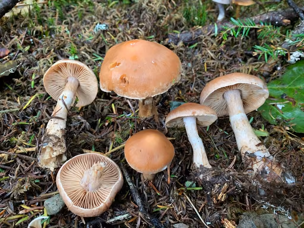 Cortinarius aptecohaerens, photo 1 sur 5