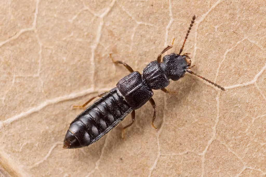 Rove beetle, photo 1 of 5