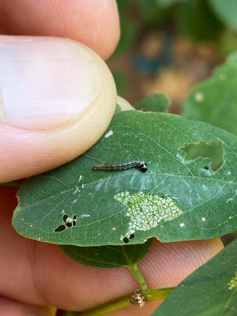 Dusky-backed Filatima Moth, Caterpillar