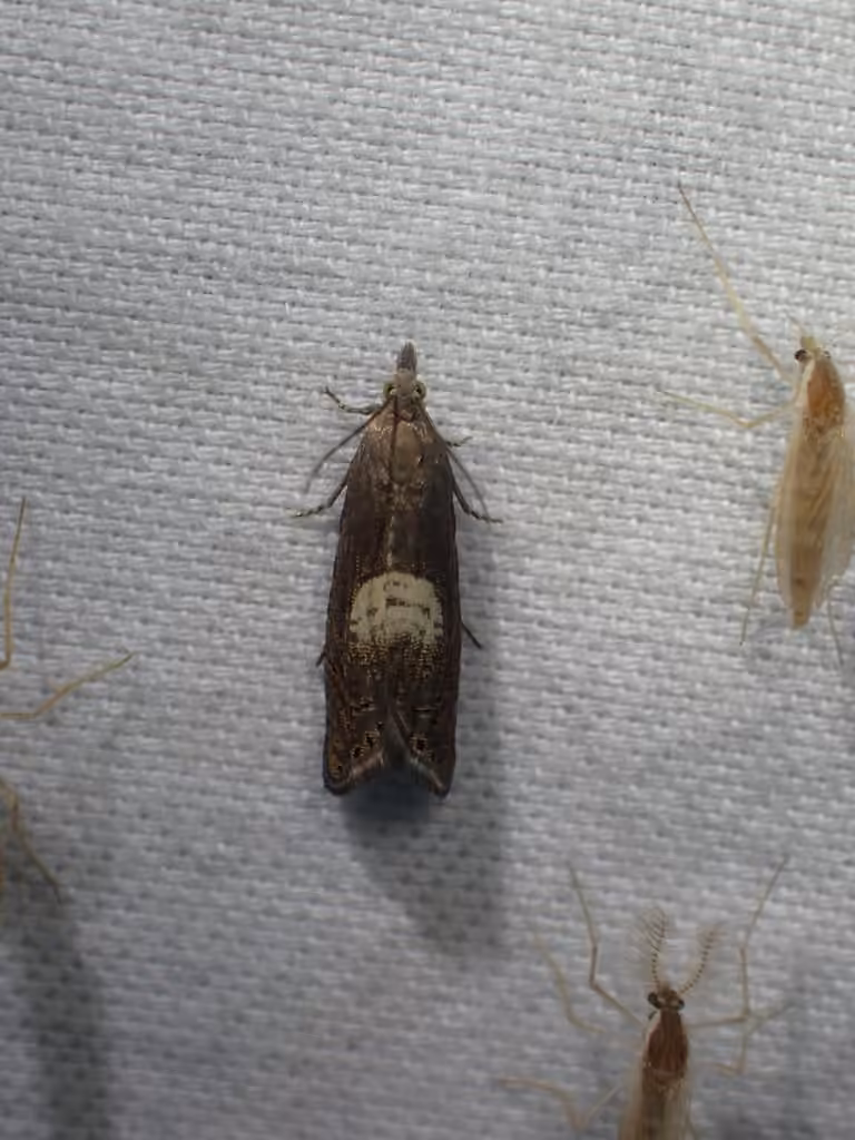 Dichrorampha simulana, Adult