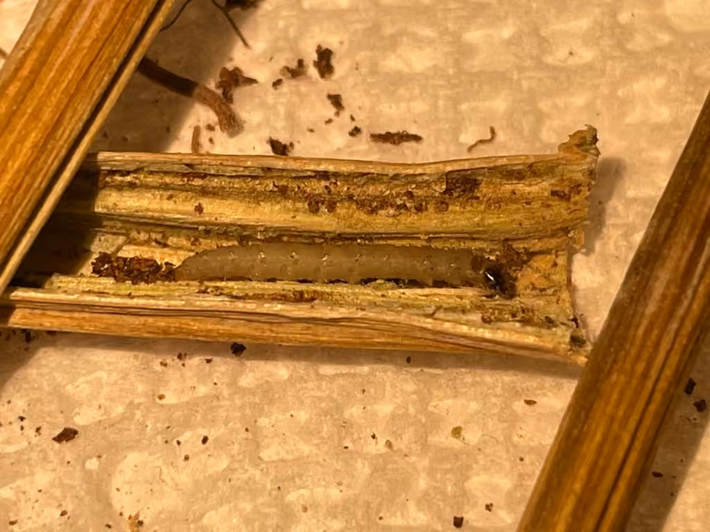 Pristerognatha agilana, Chenille