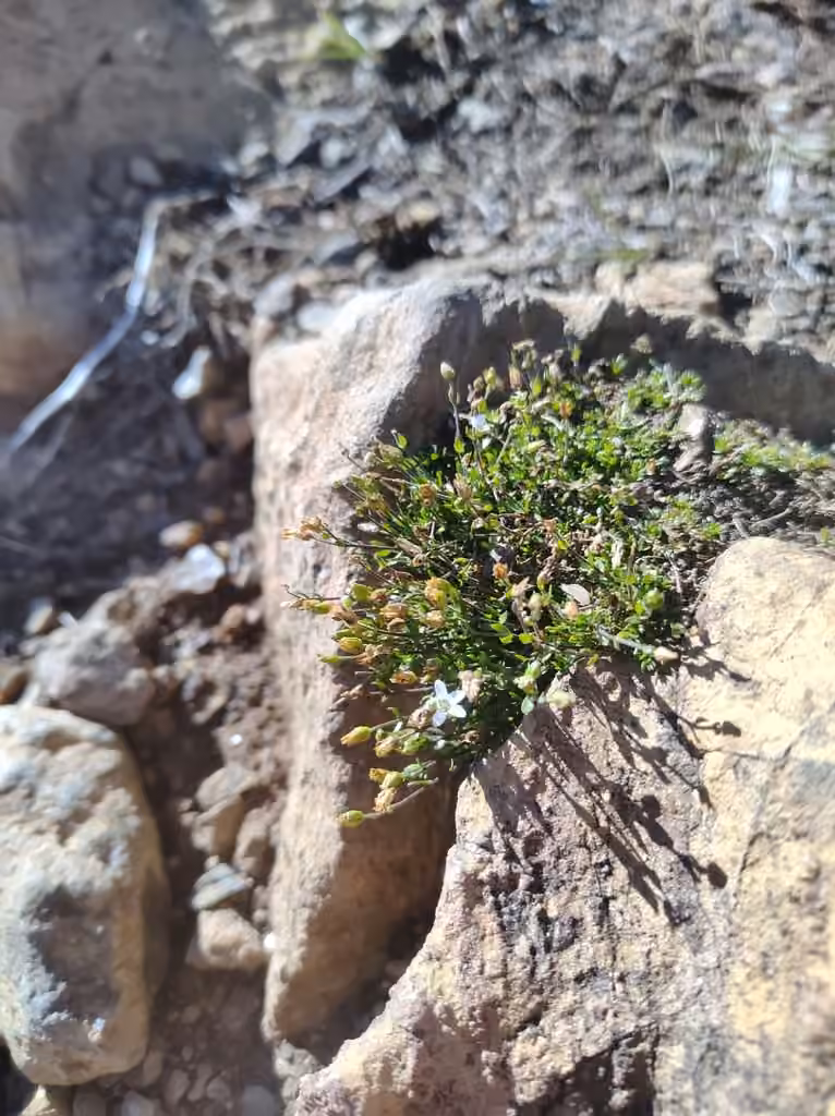 Creeping sandwort, In flower