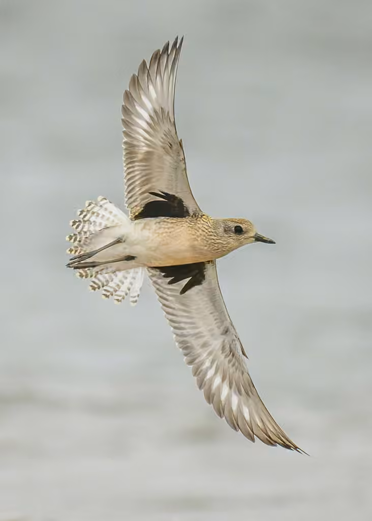 Pluvier argenté, Juvénile