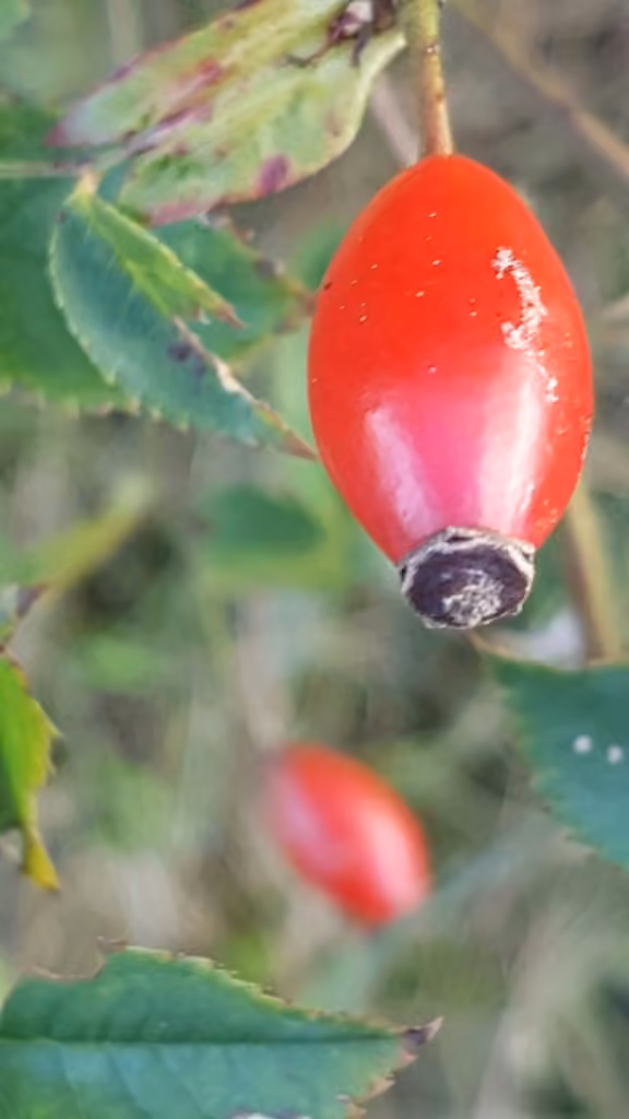 Rosier des chiens, En fruits