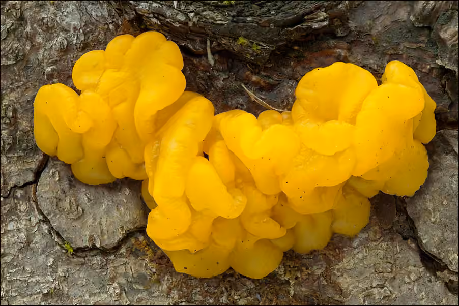 Trémelle à spores jaunes, photo 1 sur 5