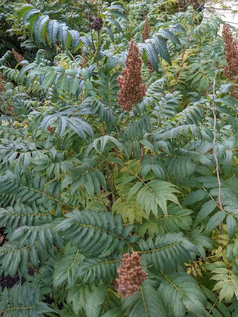 False spiraea, In fruit