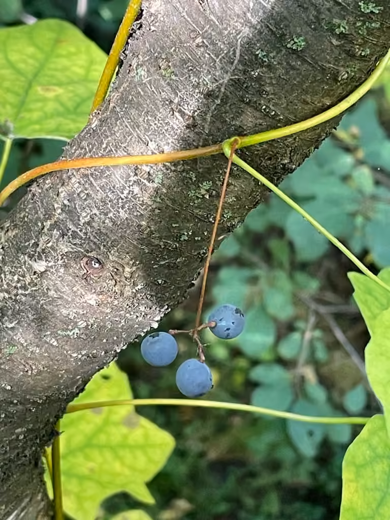 Ménisperme du Canada, En fruits