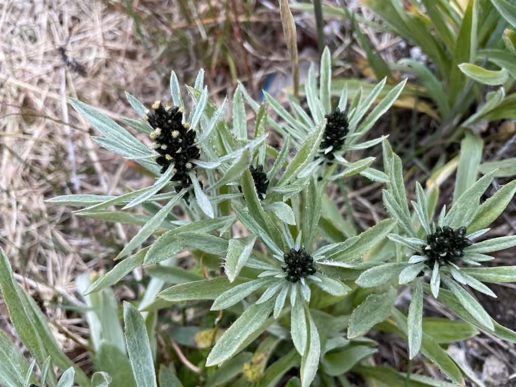 Gnaphale de Norvège, En fleurs