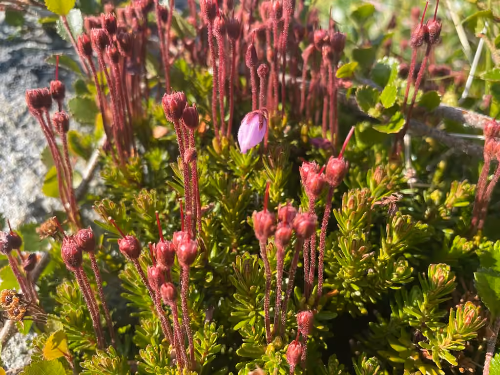 Purple mountain heather, In fruit