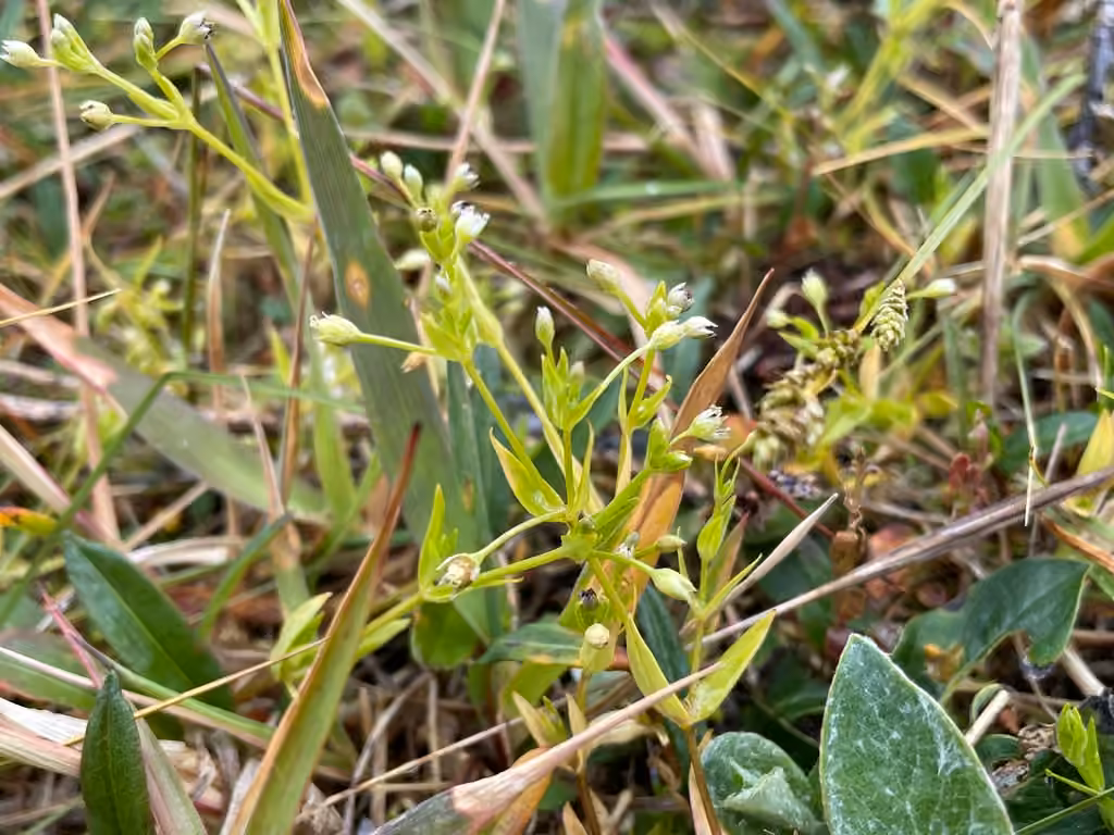 Boreal starwort, In flower