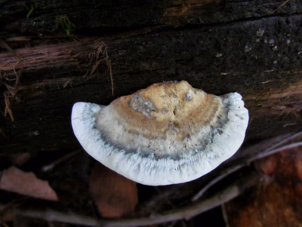 Polypore bleuté, photo 3 sur 5