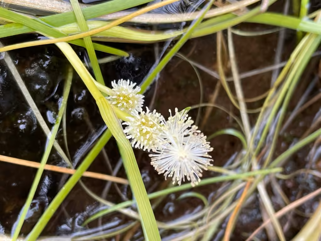 Rubanier hyperboréal, En fleurs