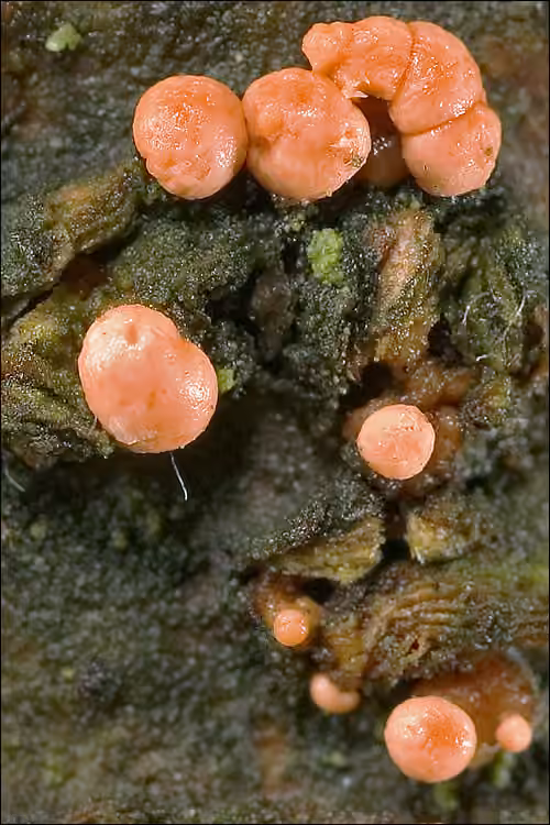 Nectrie rouge cinabre, photo 3 sur 5